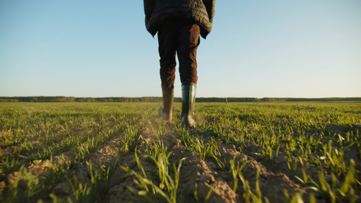 Agro: Nieuwe subsidieregelingen voor piekbelasters in stikstofaanpak